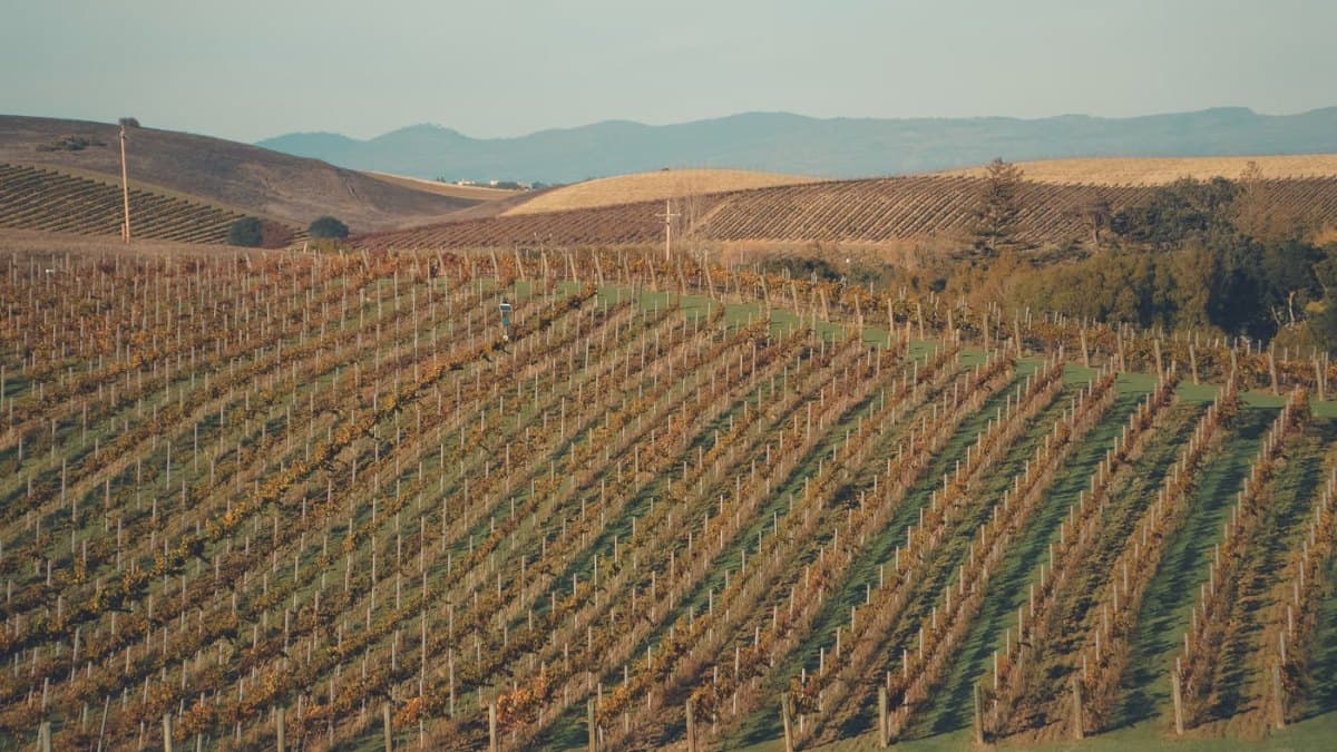 Lush vineyard rows stretching towards the horizon under a clear sky