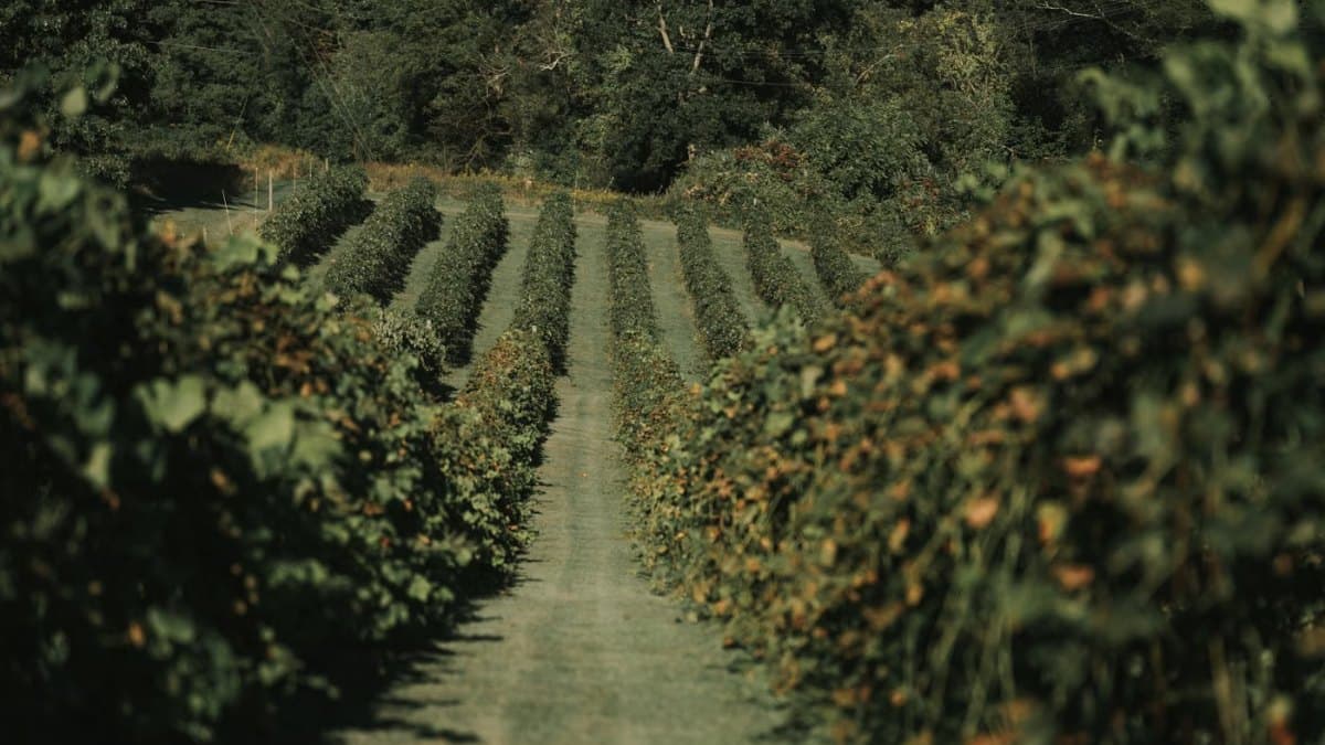 Serene view of garden rows under a canopy of green foliage