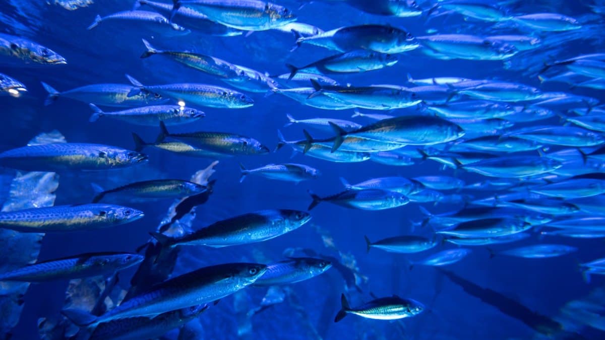 Vibrant underwater scene of a school of fish in an aquarium