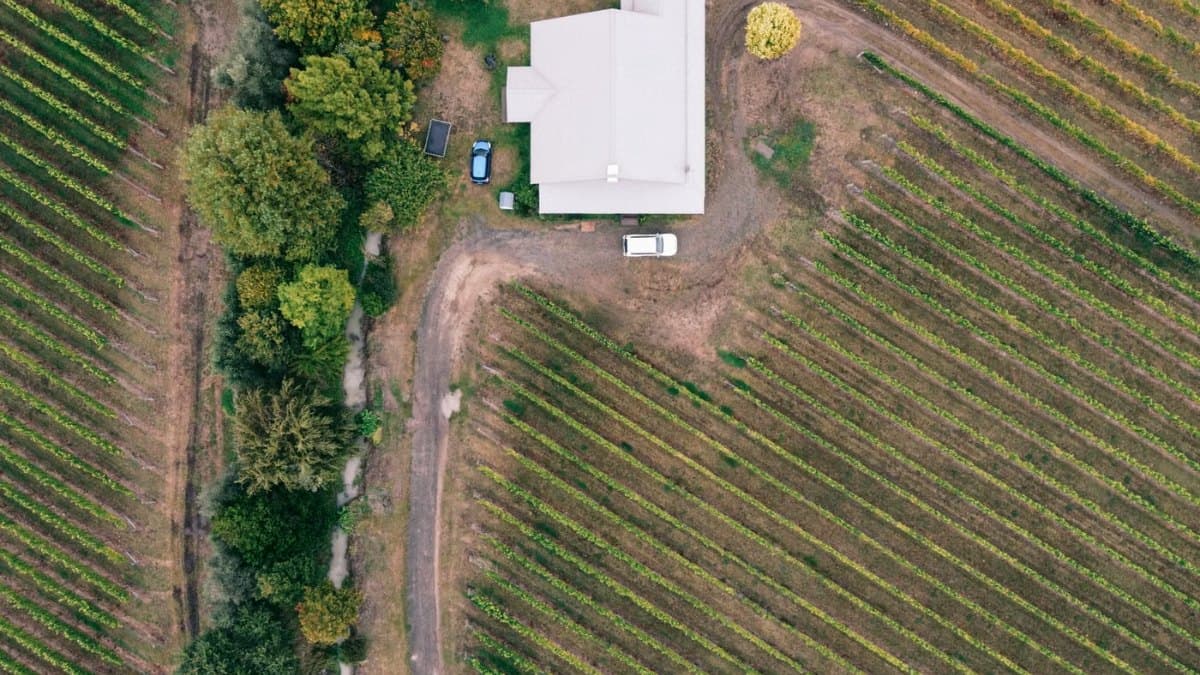 Drone view of a vineyard with a farmhouse surrounded by autumn colour